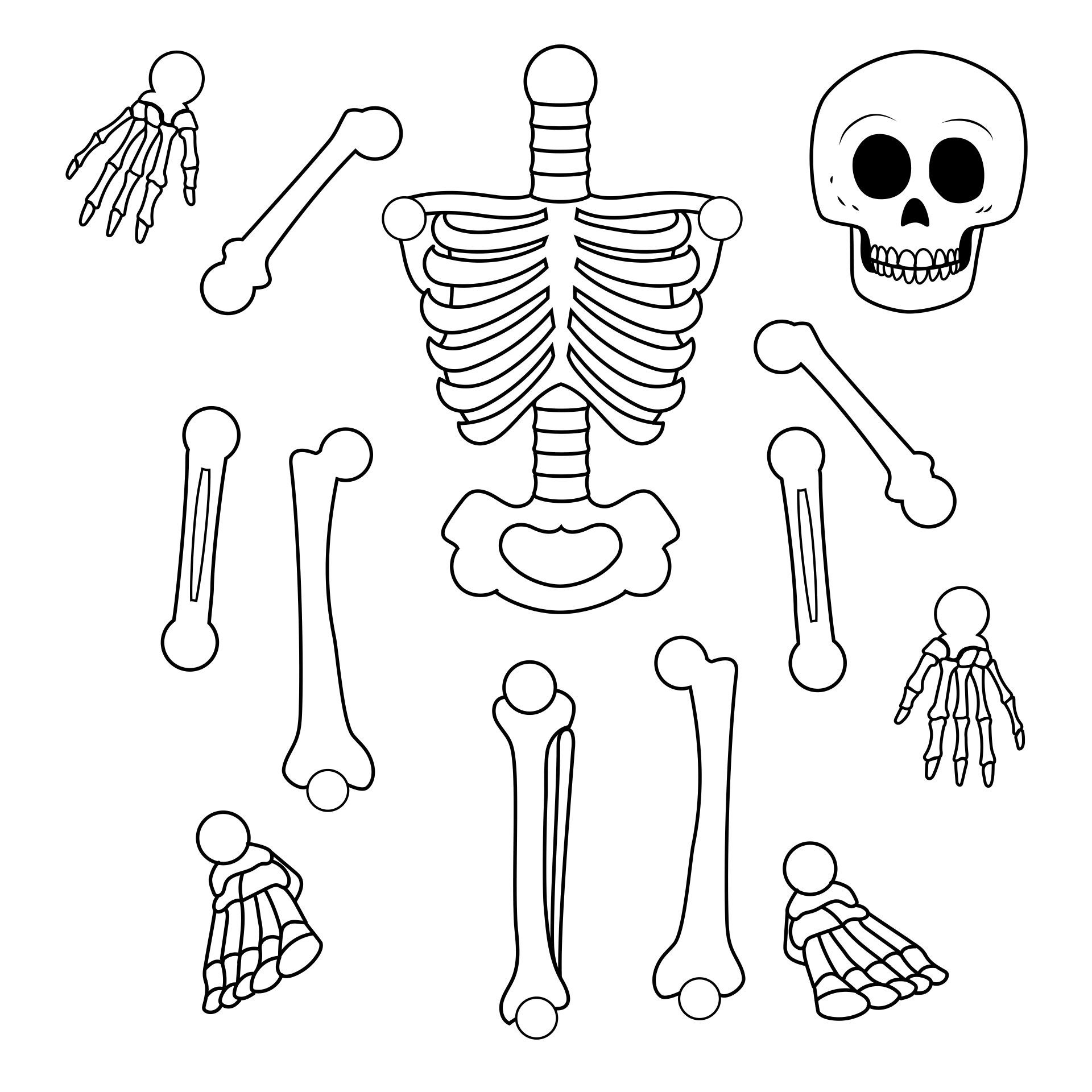 skeleton bones template